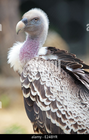 Portrait of a Ruppell's Griffon Vulture (Gyps rueppellii) Stock Photo