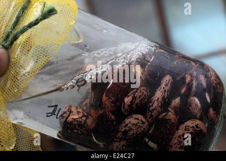 Pre germinating large seeds runner beans step 6 rinsing the seeds Stock Photo