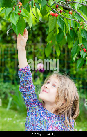 little girl picking a cherry in the garden Stock Photo