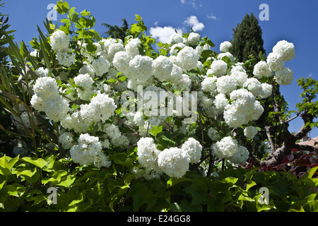 Viburnum opulus Stock Photo