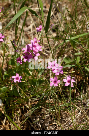 Oxalis articulata; Stock Photo