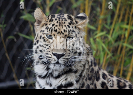 Amur leopard, panthera pardus orientalis, Parc de la Tete d'or, Lyon, Rhone, Rhone Alpes, France. Stock Photo