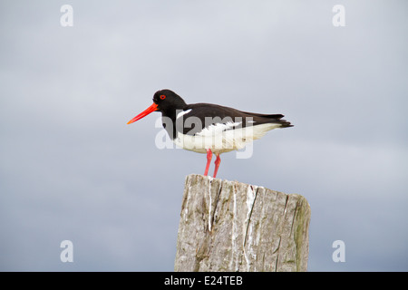 A calling Eurasian oystercatcher on a pole, in the background dark clouds Stock Photo