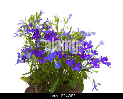 blue lobelia isolated Stock Photo