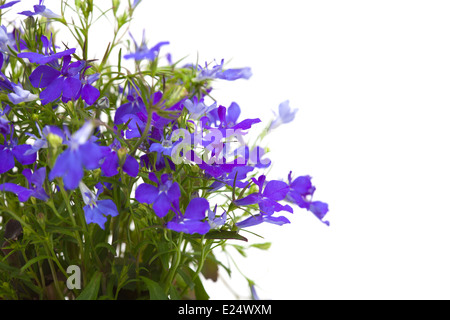 blue lobelia isolated Stock Photo