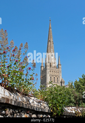 Norwich Cathedral and Spire viewed from the Herb Garden, Norfolk, England Stock Photo
