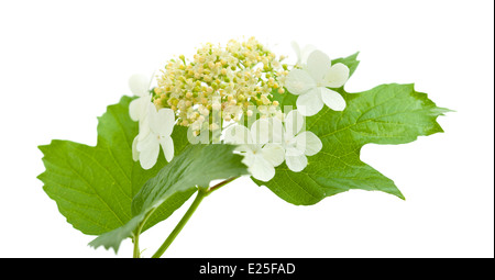 guelder rose flowers isolated on white Stock Photo