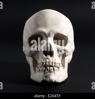 Model of a human skull Stock Photo