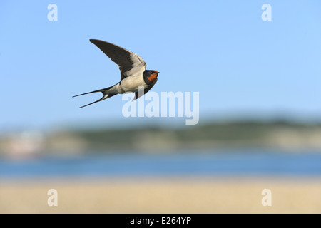 Swallow Hirundo rustica Stock Photo