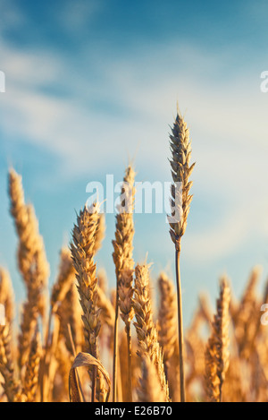 Wheat field. Golden wheat straws against blue sky. Stock Photo