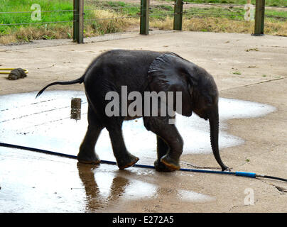 Bewdley, UK. 16th June, 2014. 'Sutton', the new baby elephant at West Midlands Safari Park, and her mother get a soaking. Sutton was named after Stephen Sutton, the teenage cancer sufferer who died earlier this year. Stephen visited the elephant's mother 'Five' earlier this year. The meeting was one of the events on his bucket list. The zoo had given the public the vote to decide the name of the five week old baby elephant - both 'Stephen' and 'Sutton' were equally popular. The Zoo decided on Sutton.  Credit:  jules annan/Alamy Live News Stock Photo