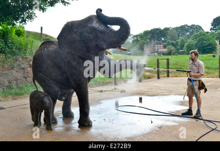 Bewdley, UK. 16th June, 2014. 'Sutton', the new baby elephant at West Midlands Safari Park, and her mother get a soaking. Sutton was named after Stephen Sutton, the teenage cancer sufferer who died earlier this year. Stephen visited the elephant's mother 'Five' earlier this year. The meeting was one of the events on his bucket list. The zoo had given the public the vote to decide the name of the five week old baby elephant - both 'Stephen' and 'Sutton' were equally popular. The Zoo decided on Sutton.  Credit:  jules annan/Alamy Live News Stock Photo