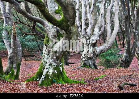 Moss-covered, beech trees in The New Forest, that have been coppiced and pollarded to provide intriguing fantasy landscape Stock Photo