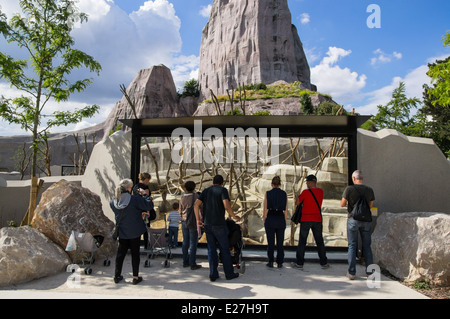 Visitors looking at baboons through the glass, Paris Zoo France Stock Photo