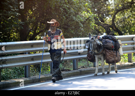 Man travelling with donkey near Chiavari Italy on their way to Strasbourg / donkeys mule old hippy man walking travelling animal Stock Photo