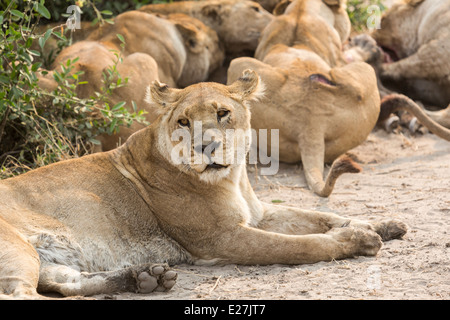 Lioness rests and takes her turn as the pride feeds on its recent kill, typical southern Africa scene, here in Botswana Stock Photo