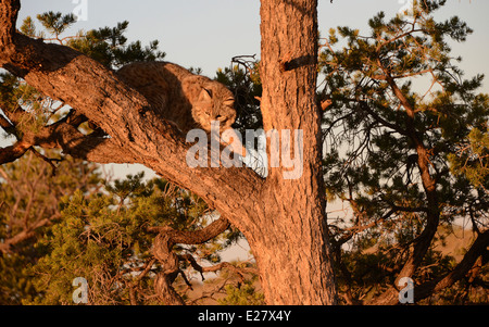bobcat in tree Stock Photo