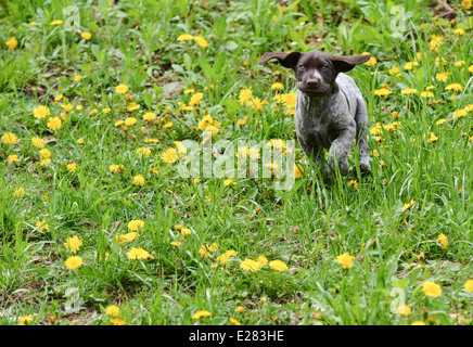german shorthaired pointer running in the grass - 8 weeks old Stock Photo