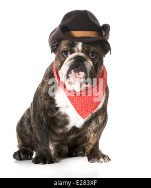 country dog - english bulldog wearing red bandanna and cowboy hat on white background Stock Photo