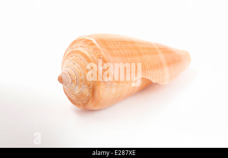 macro studio shot of sea shell isolated on white Stock Photo