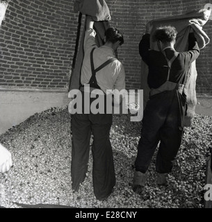 1950s historical picture of two farm workers emptying sacks of hops onto a large pile of hops in an oast house to dry, Kent. Stock Photo