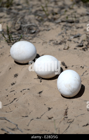 A shot of Ostrich eggs in the wild Stock Photo