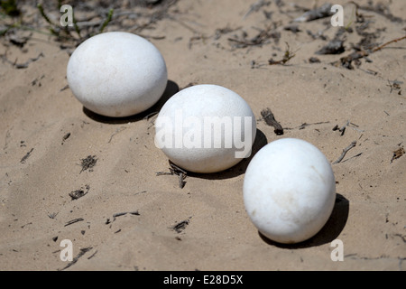 A shot of Ostrich eggs in the wild Stock Photo