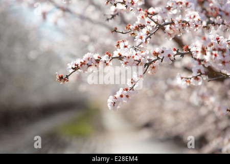 Almond orchards blossoming in the Capay Valley, California Stock Photo