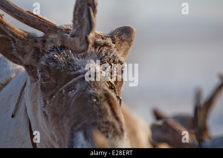 Siberian reindeer eyes morning haze snow sun Stock Photo