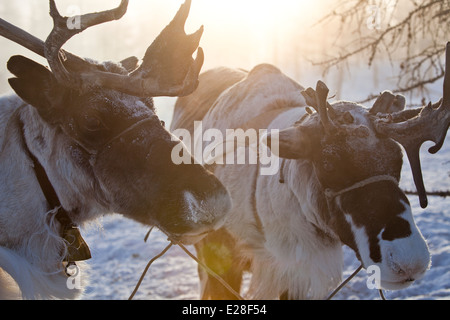 Siberian reindeer morning haze snow sun flare Stock Photo