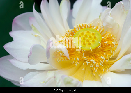 Nelumbo nucifera. Lotus flower Stock Photo