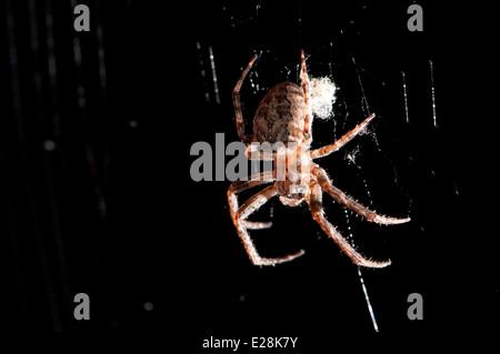 Spider on the web at pitch black night Stock Photo