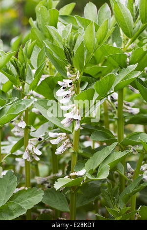 Broad Bean plants in flower. Stock Photo