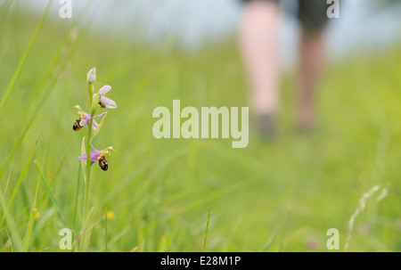 Ophrys apifera . Bee Orchid in am old hay meadow with person walking past. England Stock Photo