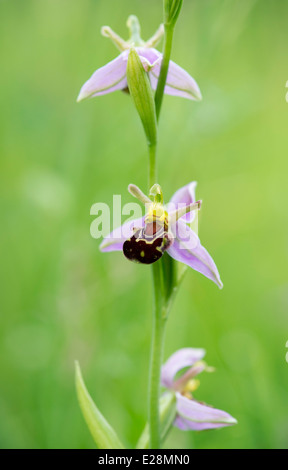 Ophrys apifera . Bee Orchid Stock Photo