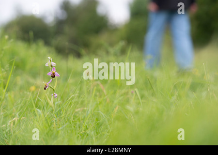 Ophrys apifera . Bee Orchid in am old hay meadow with person walking past. England Stock Photo