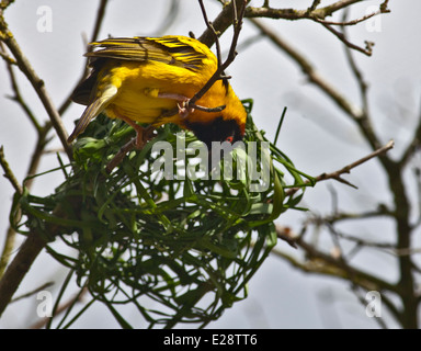 Black Headed Weaver Bird (ploceus melanocephalus) male on nest Stock Photo
