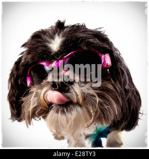 Cute Shih-Tzu Dog in Glasses Stock Photo