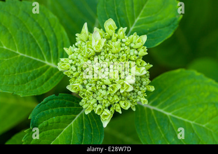 hydrangea green sprout close up Stock Photo