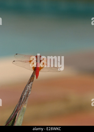 A red and orange dragonfly sitting on the point of a cactus leaf Stock Photo