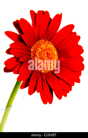 Gerbera flower head with stem in thin glass vase Stock Photo