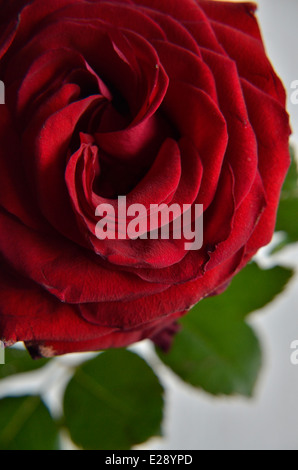 Close up of red rose flower Stock Photo