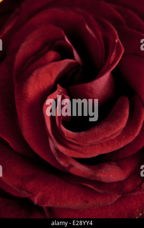 Red Rose petals Stock Photo
