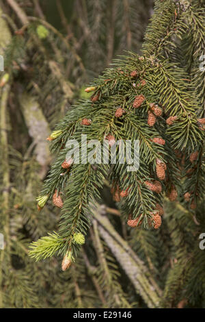Norway Spruce leaf and buds. Stock Photo
