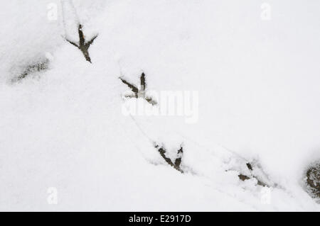 Wood Pigeon (Columba palumbus) footprints on snow in garden, Sowerby, North Yorkshire, England, January Stock Photo