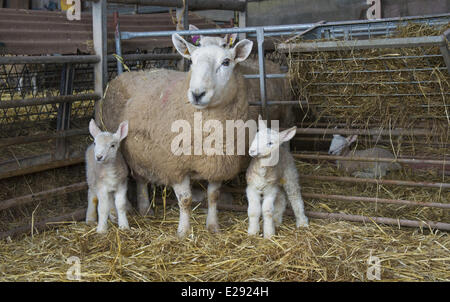Domestic Sheep, North Country Cheviot, ewe and twin lambs, standing in lambing pen, Cumbria, England, March Stock Photo