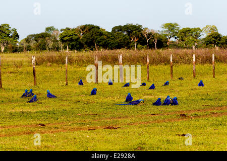 Brazil, Mato Grosso, Pantanal area, Hyacinth Macaw (Anodorhynchus hyacinthinus) adult, in a field Stock Photo