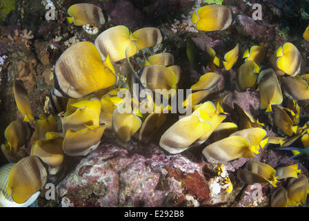 Klein's Butterflyfish (Chaetodon kleinii) adults, shoal feeding on Indo-Pacific Sergeant Major (Abudefduf vaigiensis) eggs, Lembeh Straits, Sulawesi, Sunda Islands, Indonesia, February Stock Photo