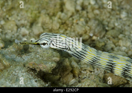 Network Pipefish (Corythoichthys flavofasciatus) adult, close-up of head, Lembeh Straits, Sulawesi, Sunda Islands, Indonesia, January Stock Photo