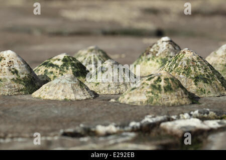 Common Limpet (Patella vulgata) group, on rocky shore at low tide, Kimmeridge, Isle of Purbeck, Dorset, England, March